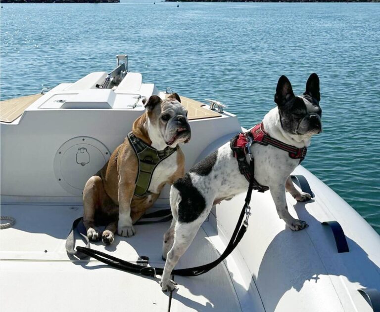 Location de bateau sans permis Pet Friendly à Plavas les Flots avec Rent My Boat